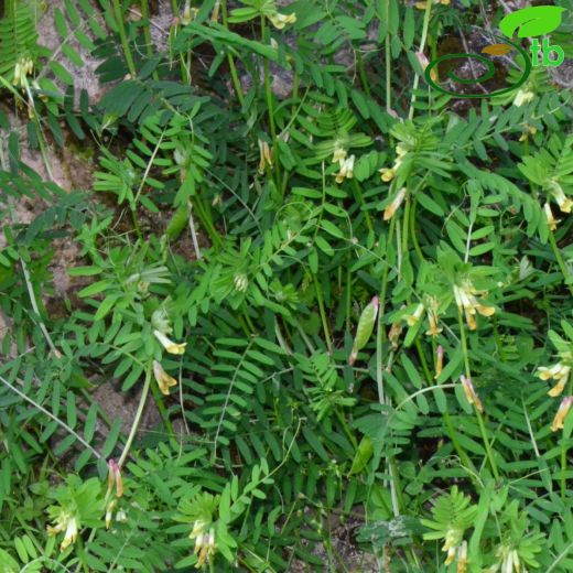 Vicia anatolica