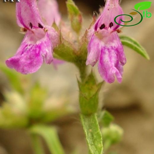 Stachys officinalis