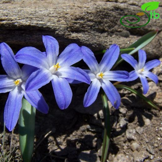 Chionodoxa luciliae