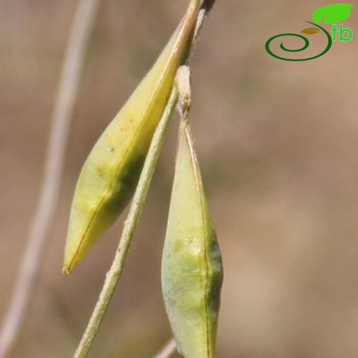 Vicia cracca