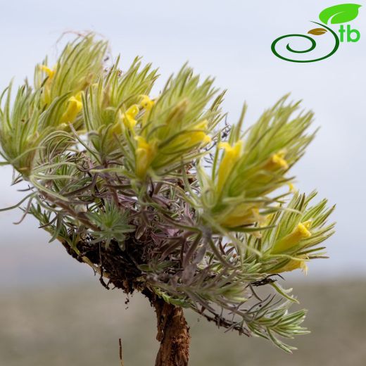 Bungea-Üçkernekotu