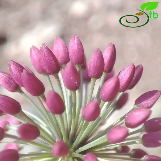 Allium aksekiense