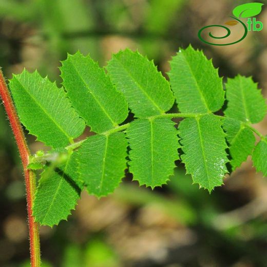 Cicer isauricum