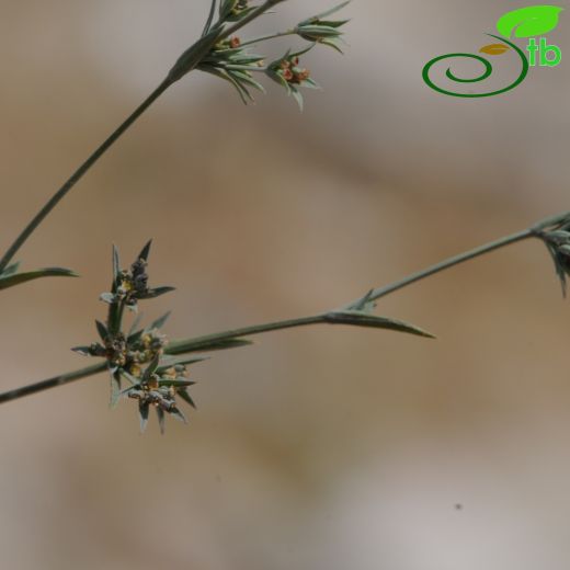 Bupleurum semicompositum