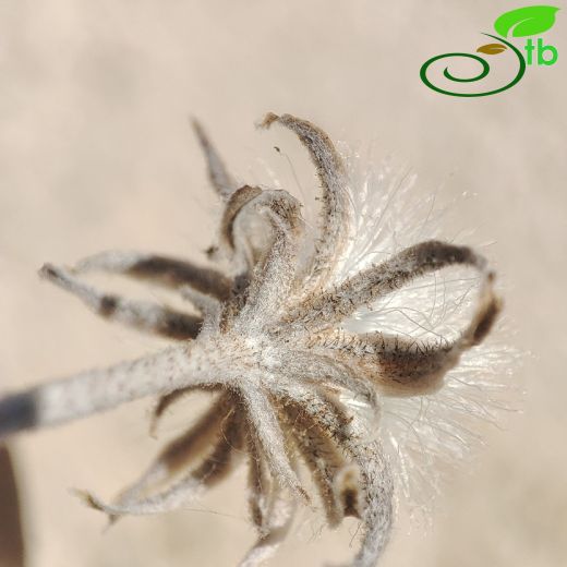 Crepis-Kıskı