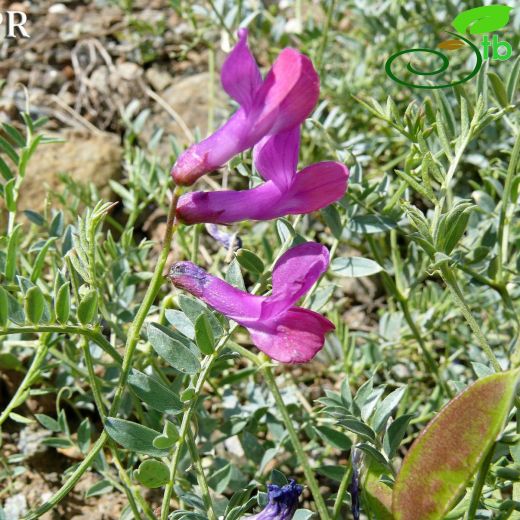 Vicia alpestris