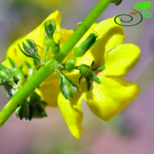 Verbascum myriocarpum