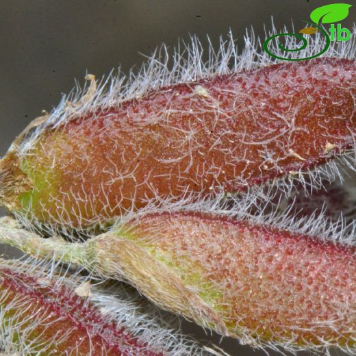 Astragalus humifusus