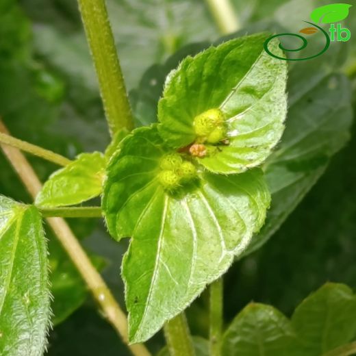 Acalypha australis