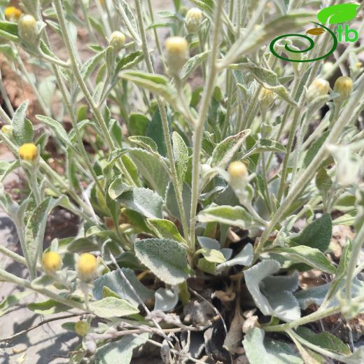 Inula-Andızotu