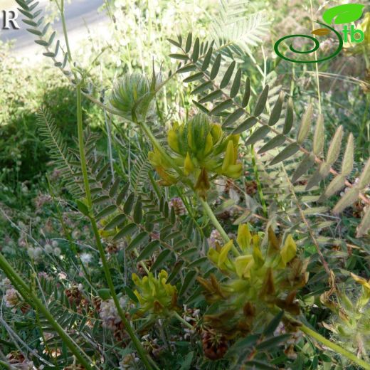 Astragalus dipsaceus
