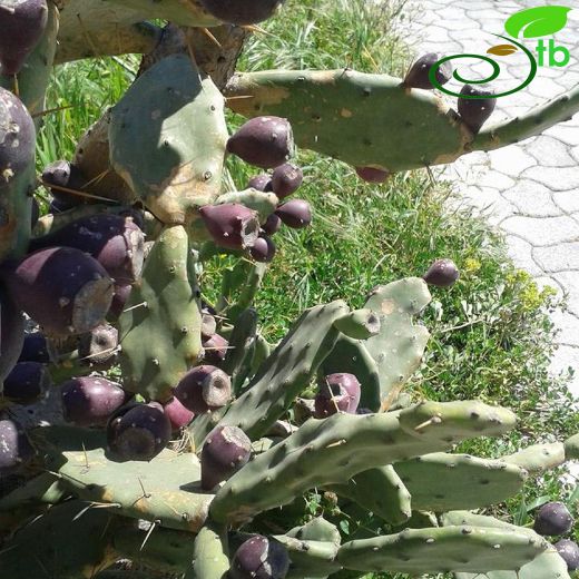Cactaceae-Kaktüsgiller