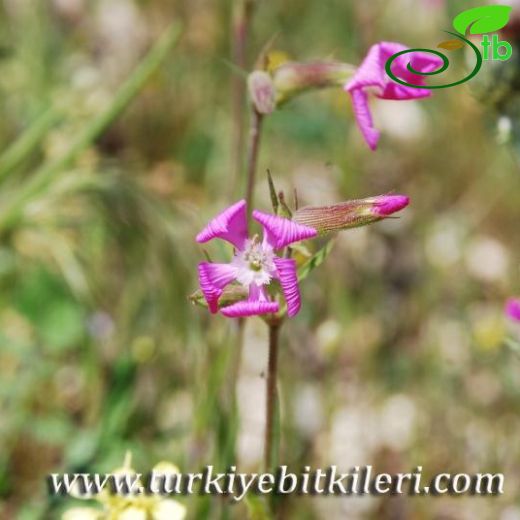 Silene conoidea