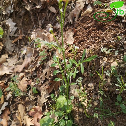 Cardamine hirsuta