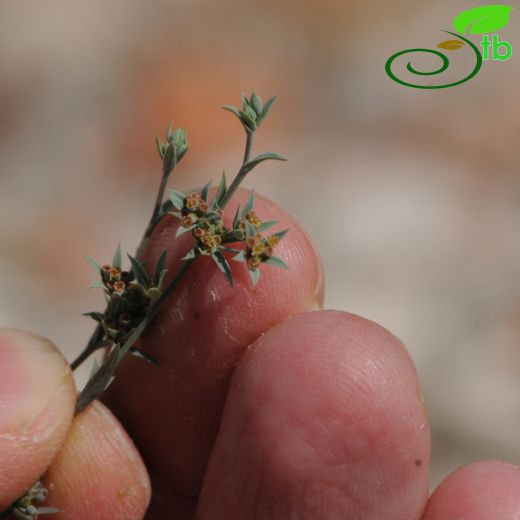 Bupleurum semicompositum