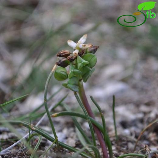 Muscari sivrihisardaghlarensis