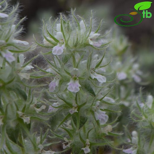 Stachys lavandulifolia