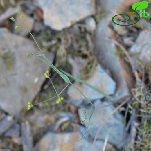 Bupleurum trichopodum