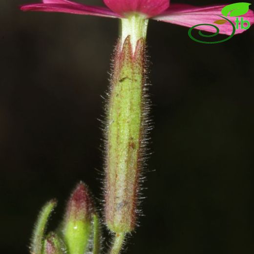 Silene cryptoneura