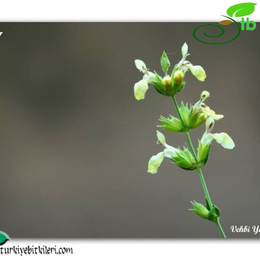 Stachys viscosa