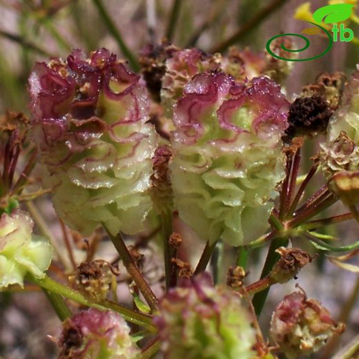 Prangos denticulata