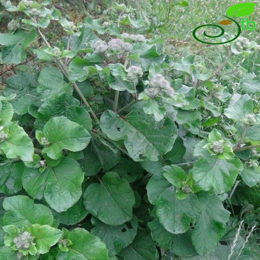 Arctium tomentosum