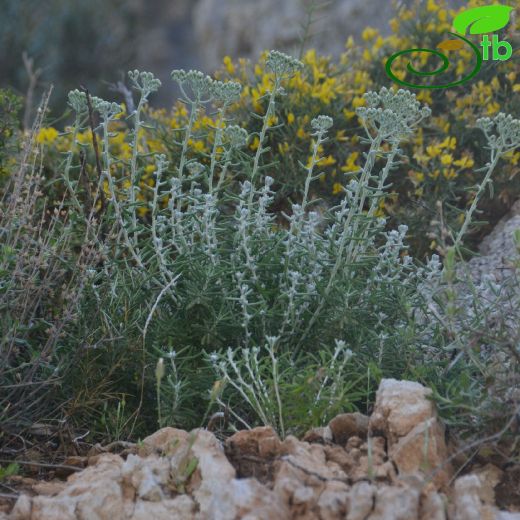 Asteraceae-Papatyagiller