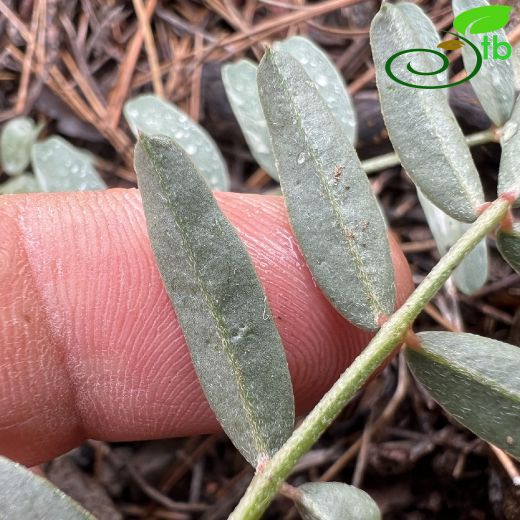 Hedysarum antitauricum