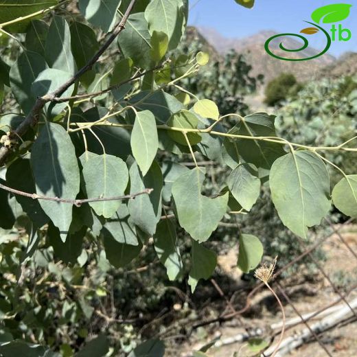 Populus euphratica