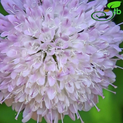 Knautia drymeia