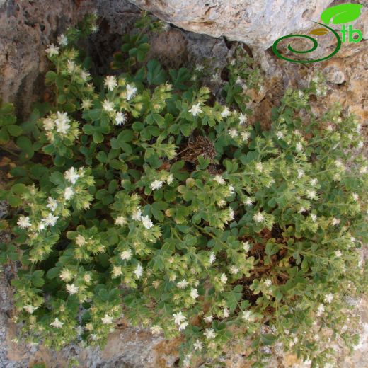 Potentilla libanotica