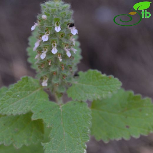 Teucrium-Kısamahmut