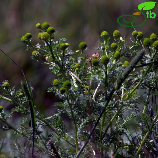 Matricaria matricarioides