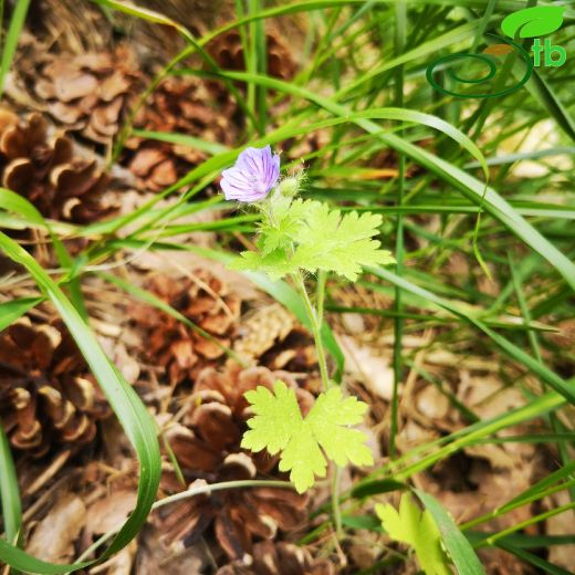 Geranium bohemicum