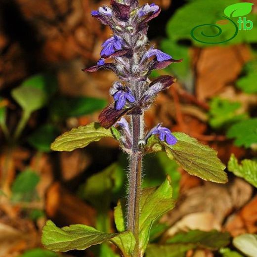 Ajuga genevensis