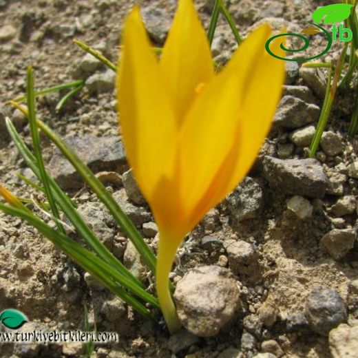 Crocus scharojanii