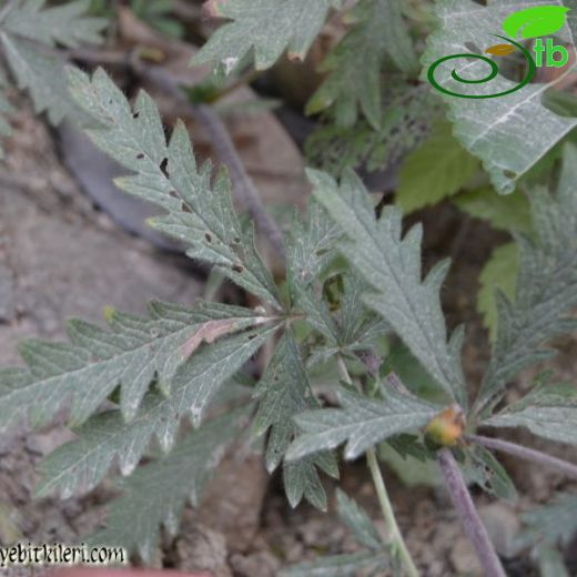 Potentilla lazica