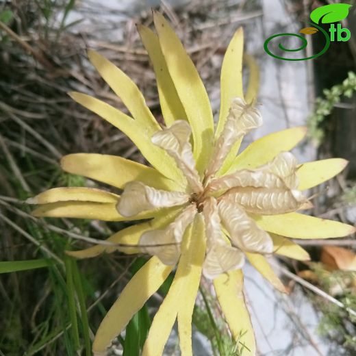 Ranunculaceae-Düğünçiçeğigiller