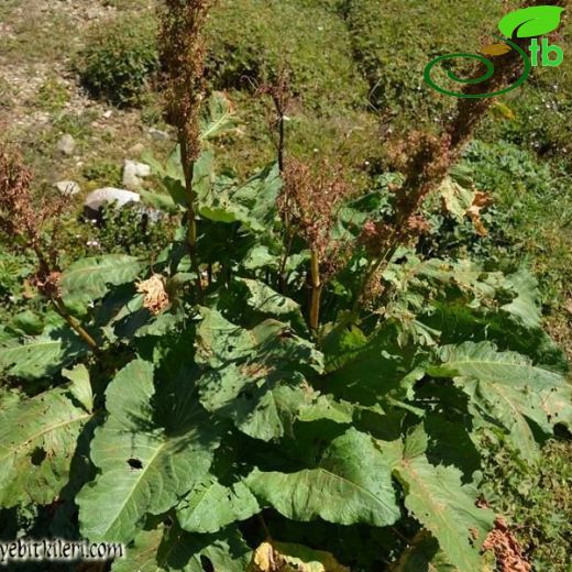 Rumex alpinus