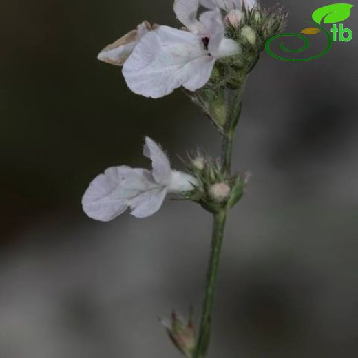 Stachys diversifolia