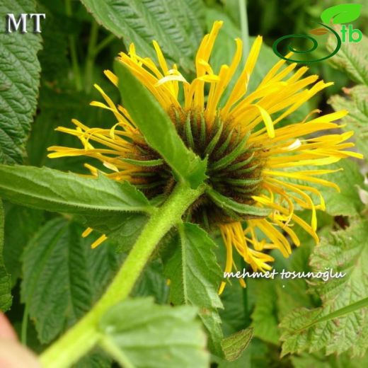 Inula orientalis