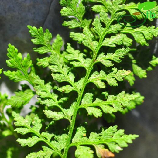 Cystopteridaceae-Gevrekeğreltigiller