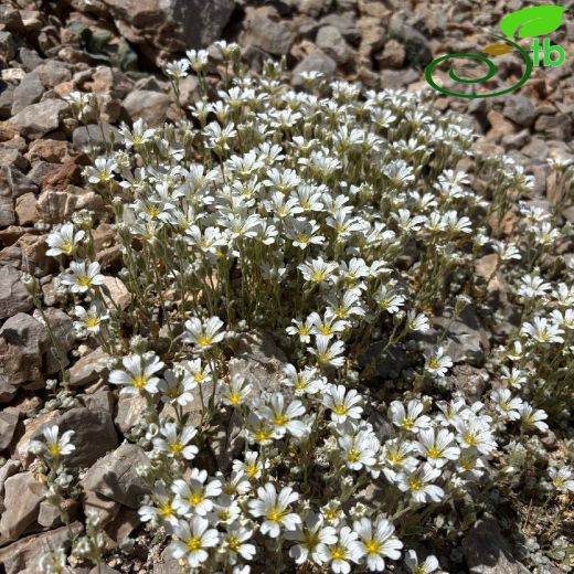 Caryophyllaceae-Karanfilgiller