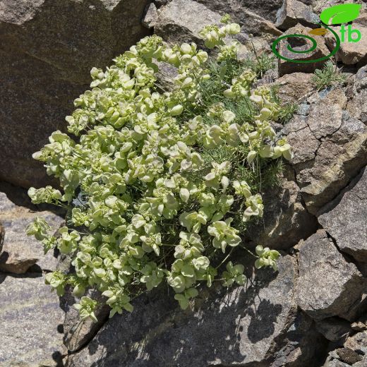 Bornmuellera angustifolia