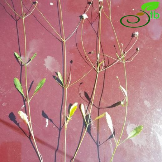 Cephalaria cameliensis