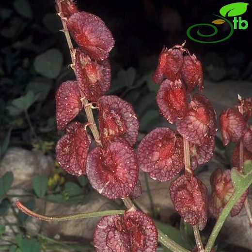 Rumex cyprius