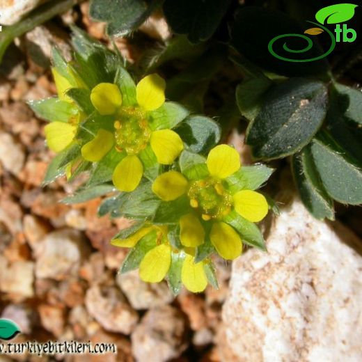 Sibbaldia parviflora