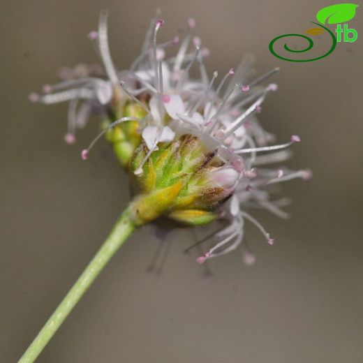 Gypsophila-Çöven