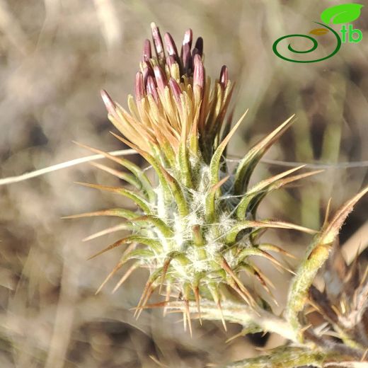 Cousinia stapfiana