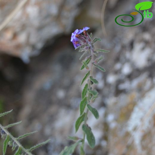 Alkanna areolata